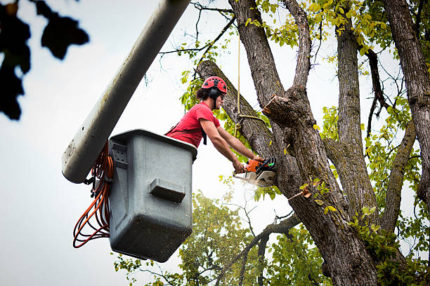 Best Hazardous Tree Removal  in Brigham City, UT